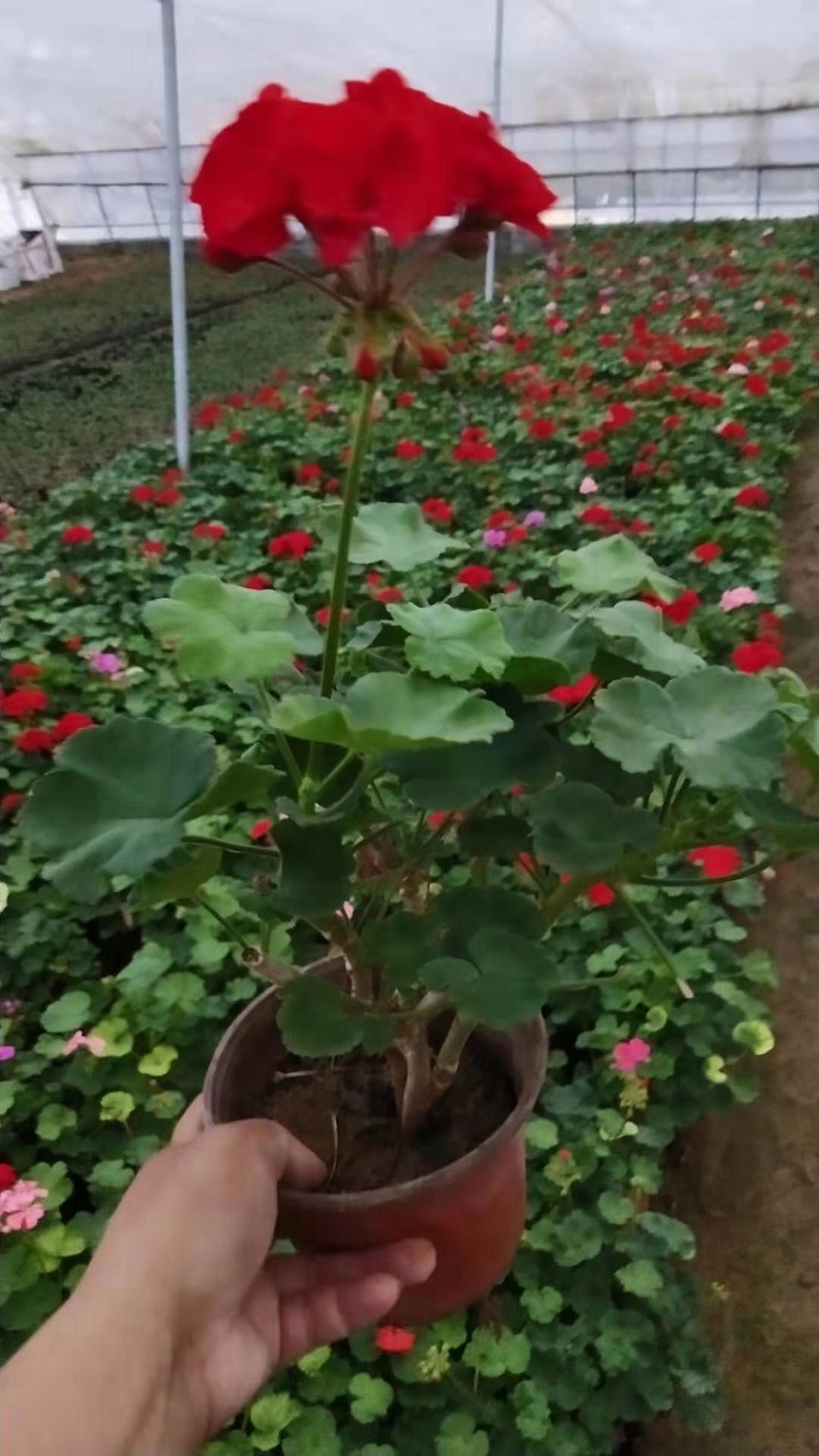 天竺葵价格 宏胜花卉 天竺葵 天竺葵种植基地 天竺葵供应商