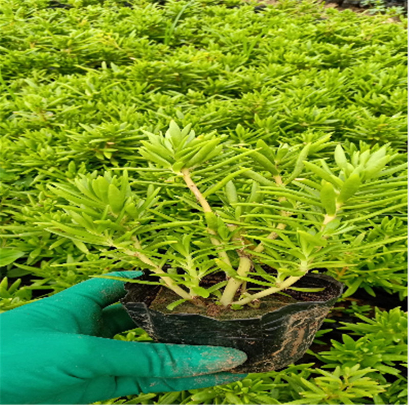 种植基地  佛甲草培育基地 佛指甲培育