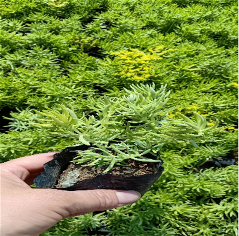 基地批发佛甲草  佛甲草报价 火烧草培育