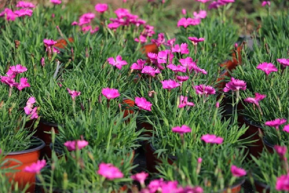 欧石竹种植基地 山东欧石竹种植 万华园林 欧石竹报价