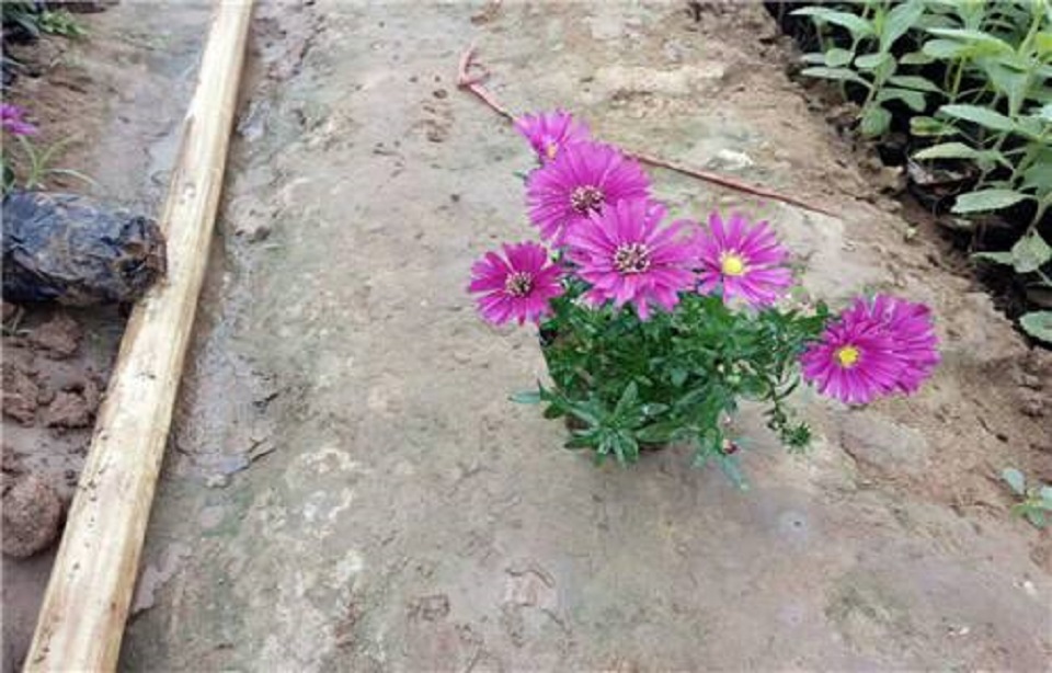 欧石竹销售商 山东欧石竹种植基地 欧石竹报价
