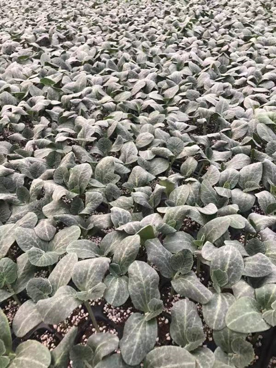 强雌嫁接黄瓜种苗早春秋延种植品种膨瓜快 “津早园润”