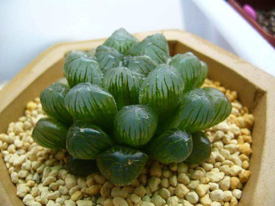 冰灯玉露种植基地 冰灯玉露生产 冰灯玉露供应商 冰灯玉露