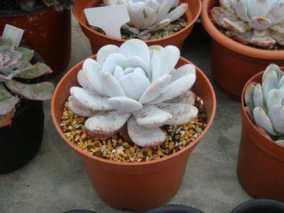 冰灯玉露 山东冰灯玉露供应商 冰灯玉露大量供应 宏胜花卉