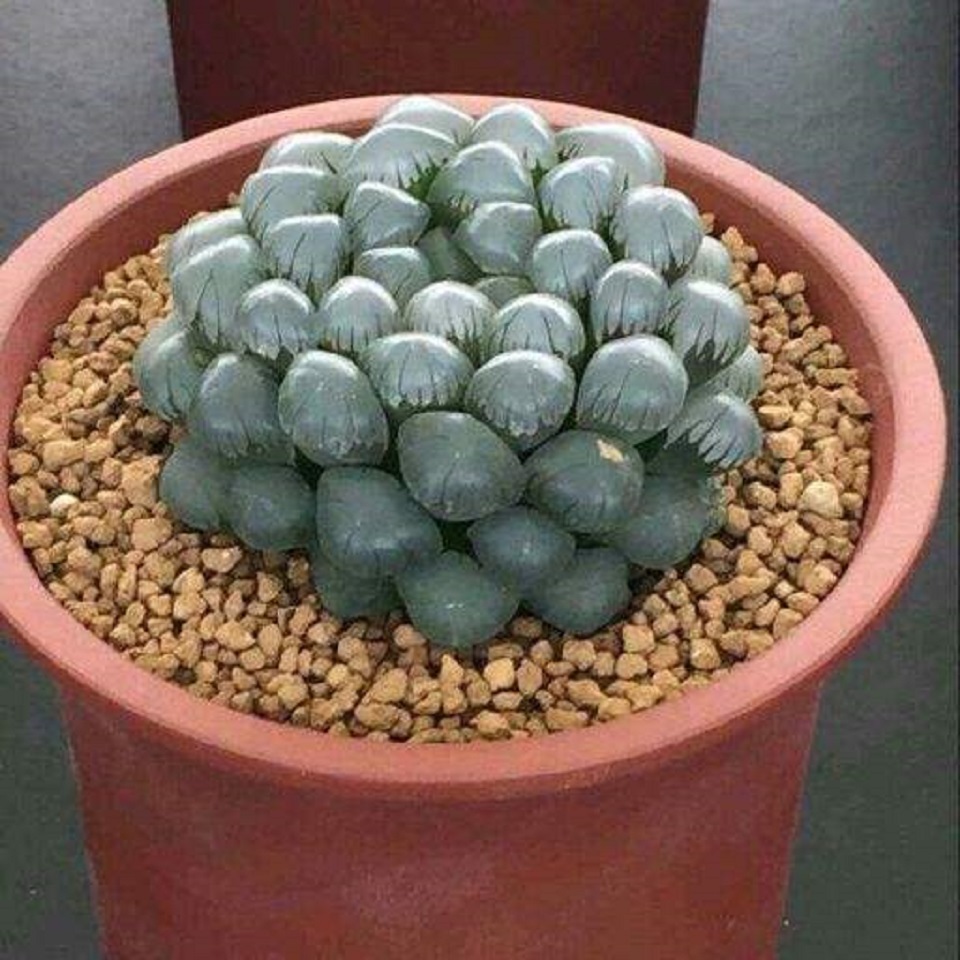 潍坊冰灯玉露培育 潍坊冰灯玉露种植厂家 潍坊冰灯玉露