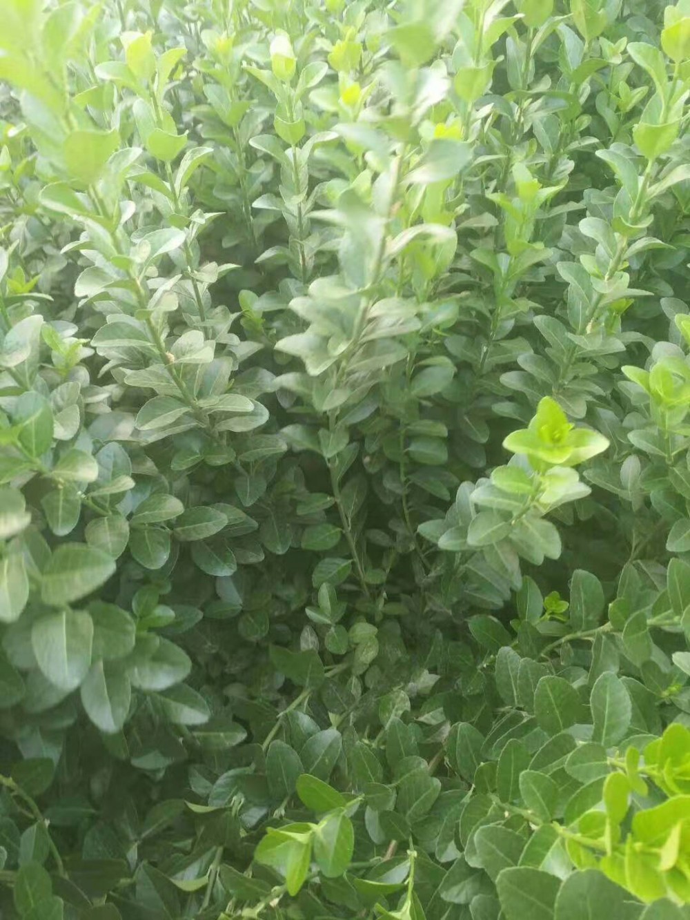 山东卫矛种植基地 卫矛价格 宿根花卉 草花苗木批发花海设计