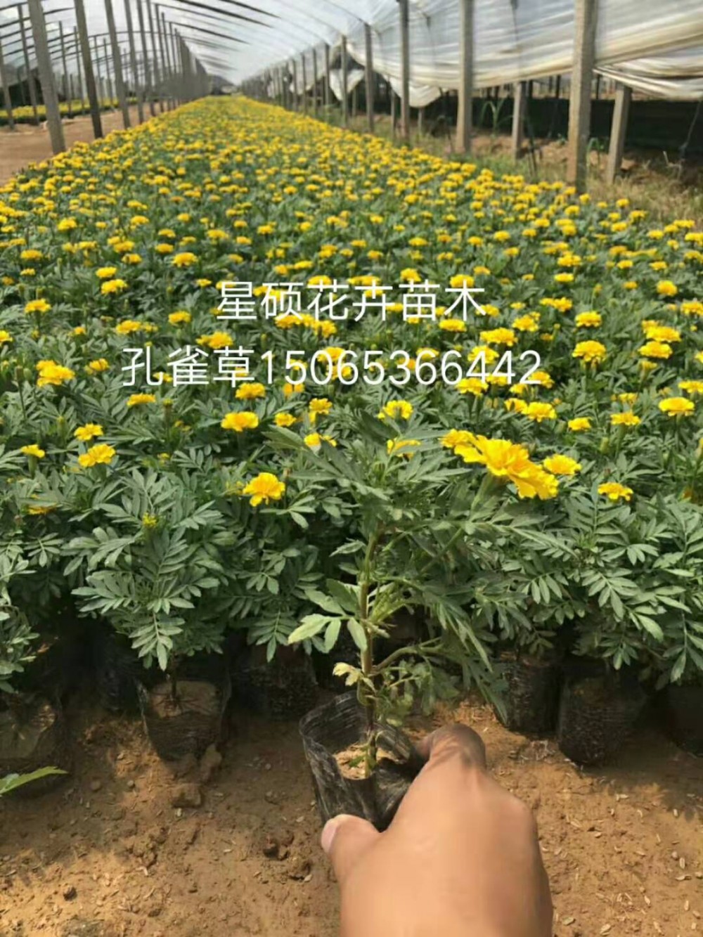 孔雀草价格 孔雀草种植基地 草花苗木 绿化工程 花海设计