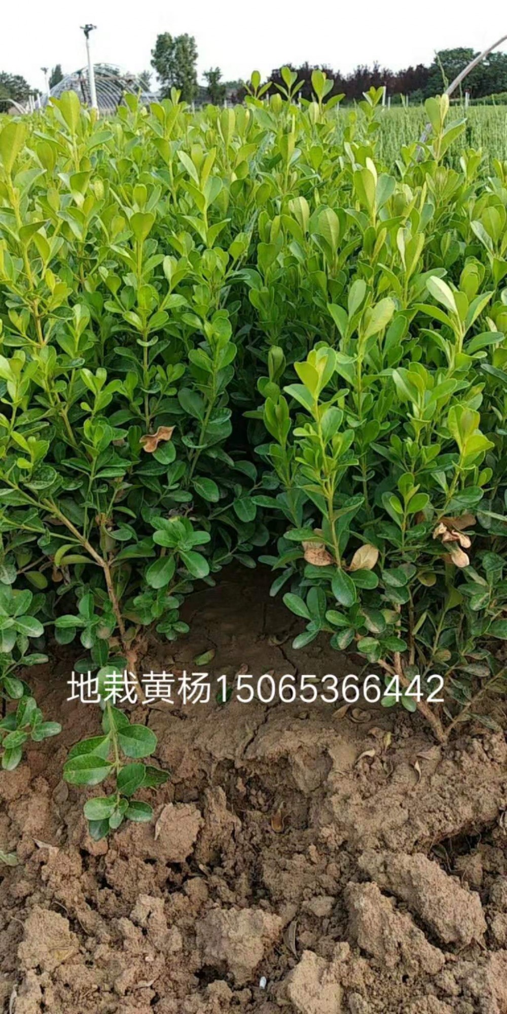 瓜子黄杨价格 瓜子黄杨种植基地 宿根花卉 草花苗木 批发租摆