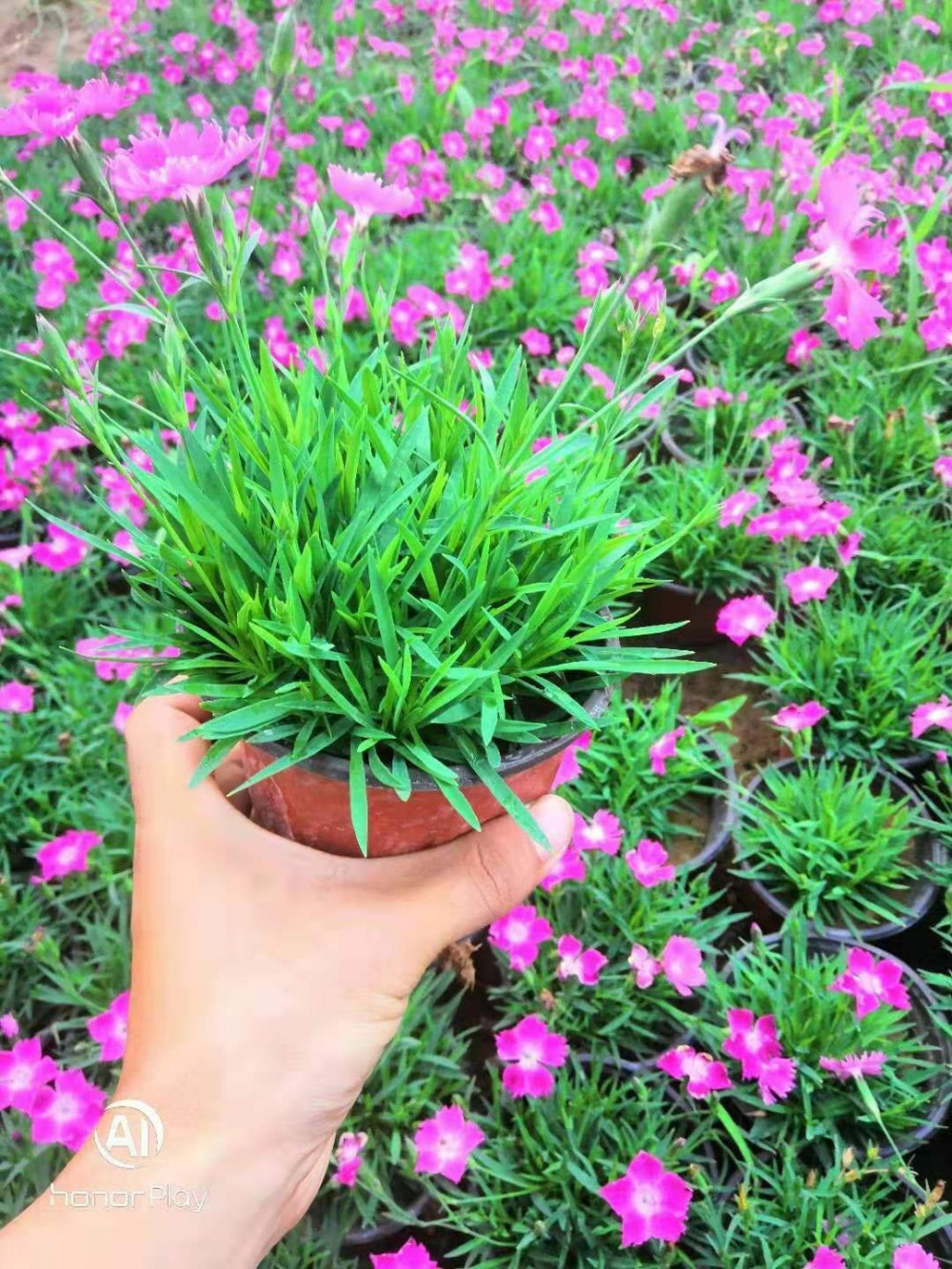 欧石竹价格 欧石竹种植基地 宿根草花 绿化苗木 花海设计等批发
