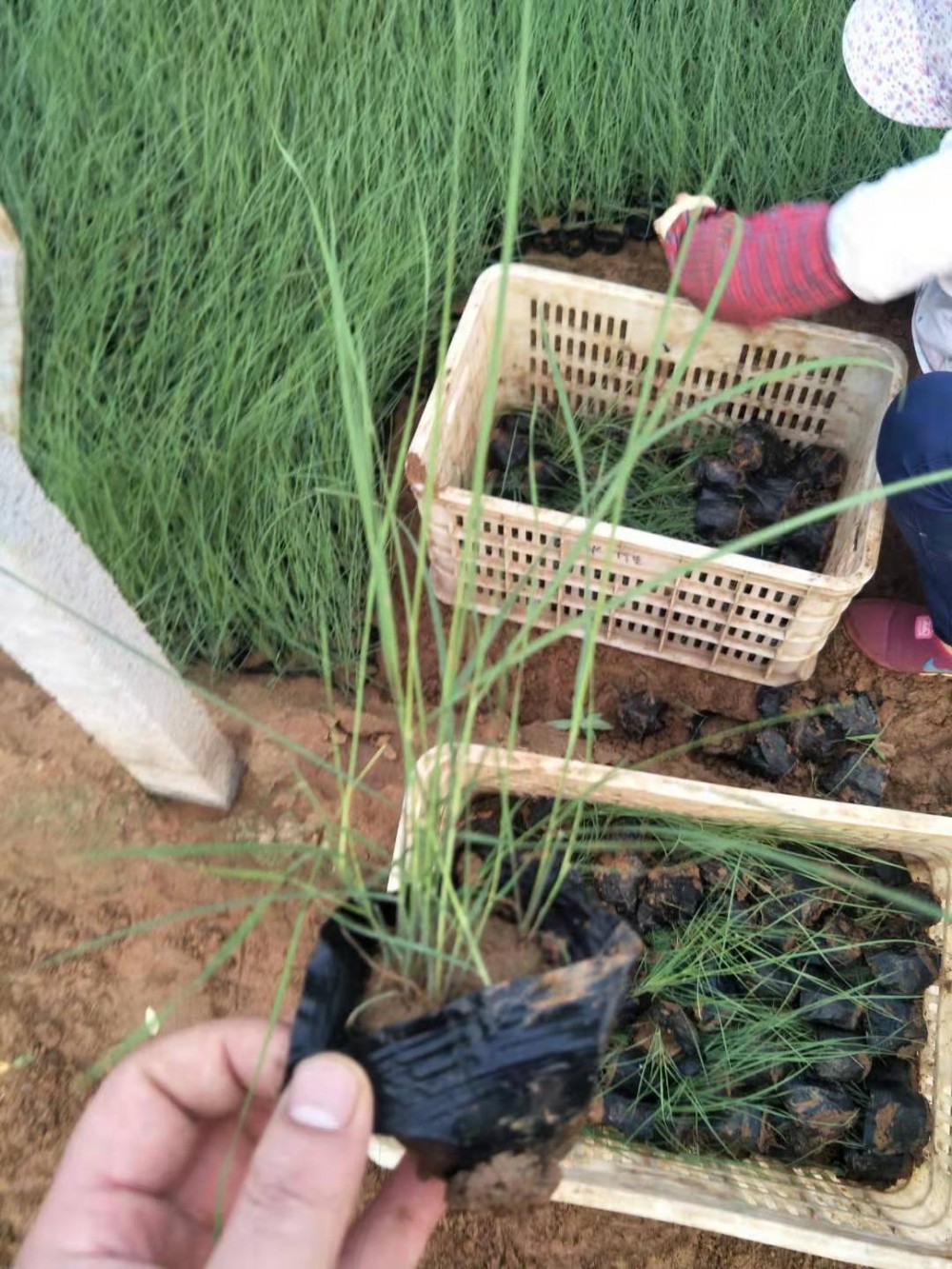 粉黛乱子草价格 粉黛乱子草种植基地 宿根花卉 草花苗木批发