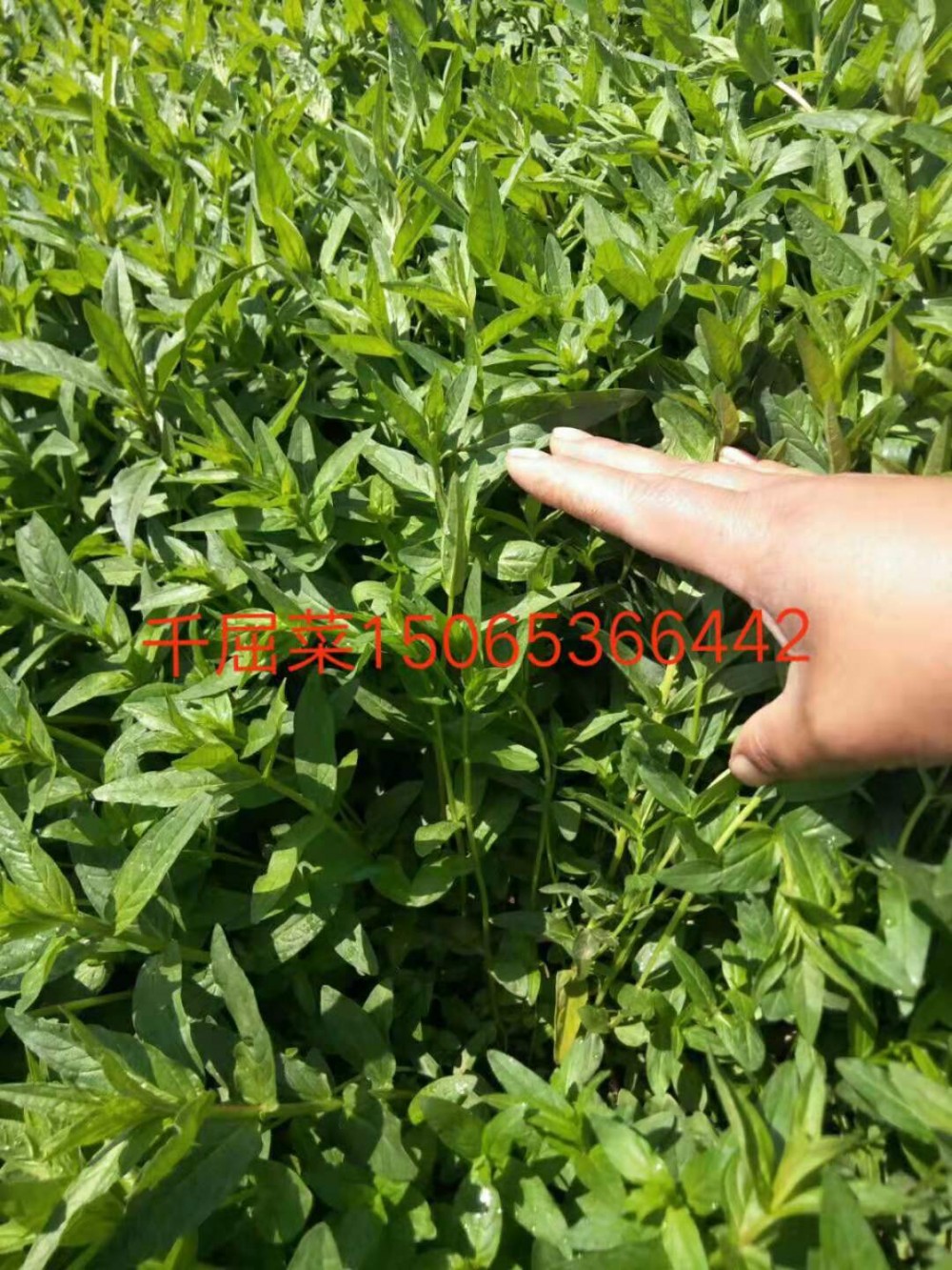 千屈菜价格 千屈菜种植基地 宿根花卉 草花苗木 花海设计批发