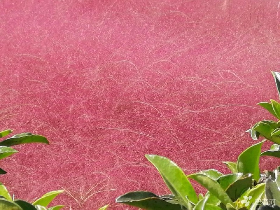粉黛乱子草花海 粉黛乱子草花海培育基地