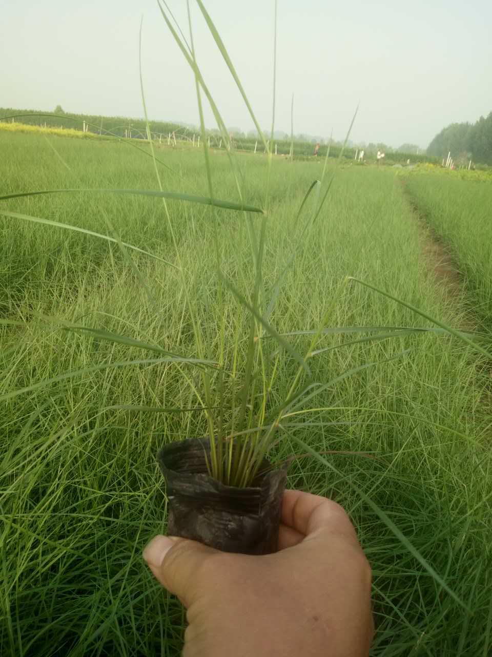 粉黛乱子草 粉黛乱子草花海