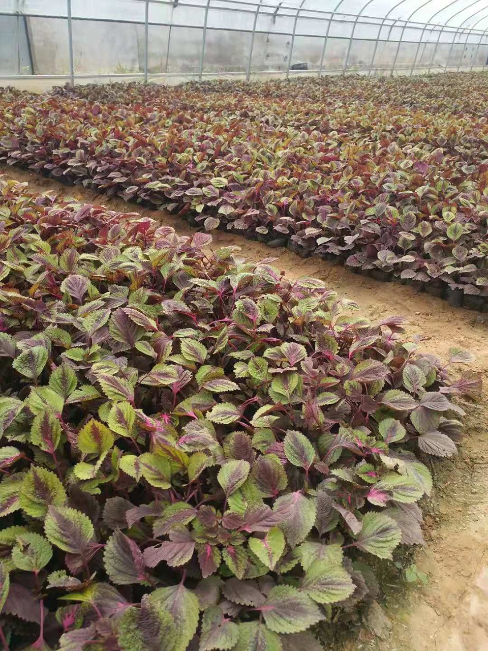 彩叶草价格 彩叶草报价 彩叶草种植基地 山东彩叶草供应