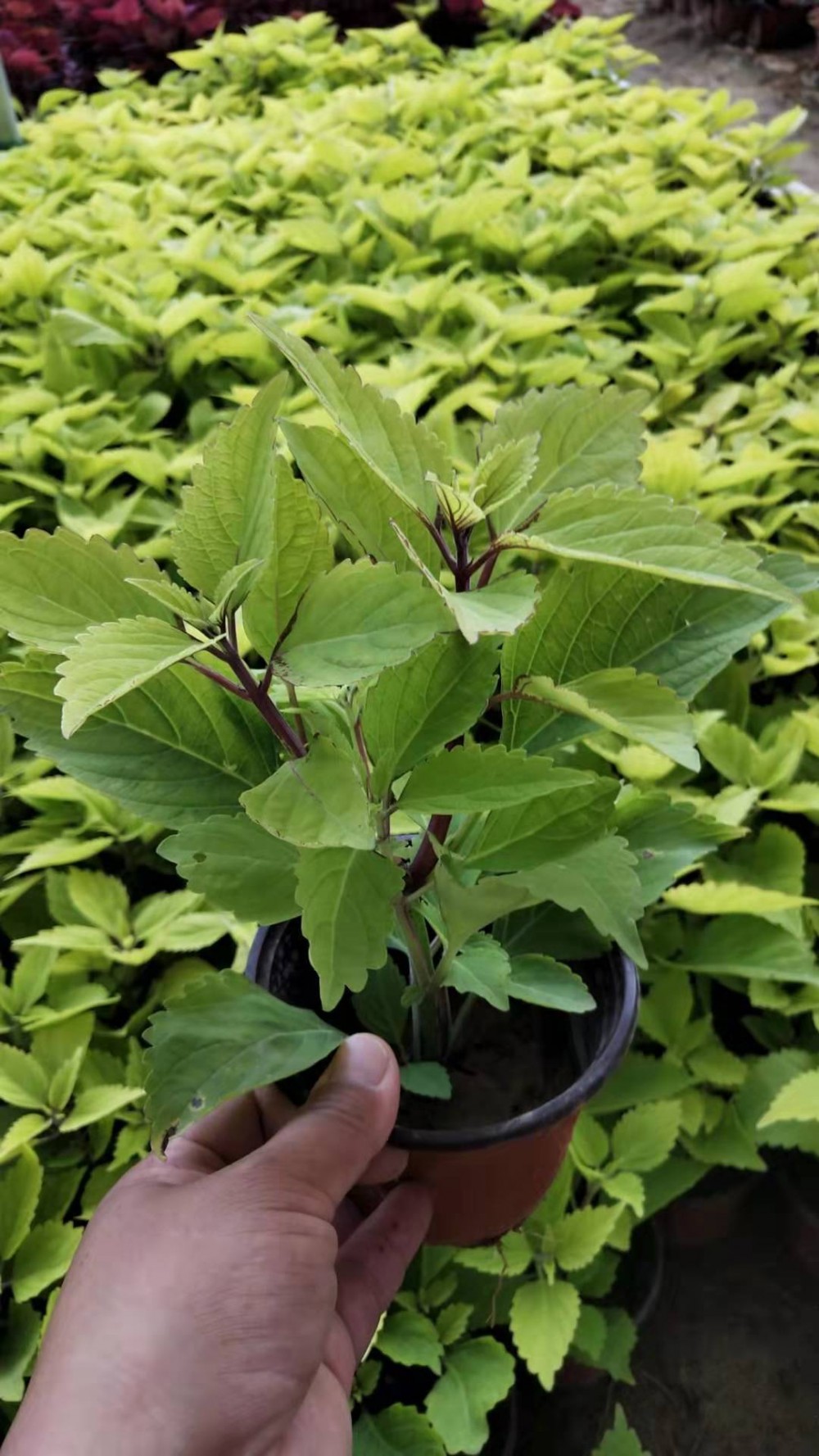 双色盆进囗彩叶草价格 双色盆进囗彩叶草供应 双色盆进囗彩叶草