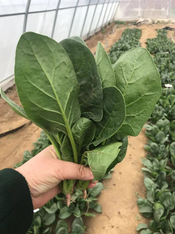 菠菜种子  早春秋延越冬菠菜种 抗病性强 润莹2号 丹麦一代杂交