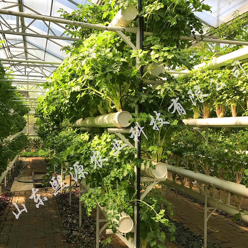 立体蔬菜种植 有机蔬菜种植 无土栽培厂家 水培营养液种植