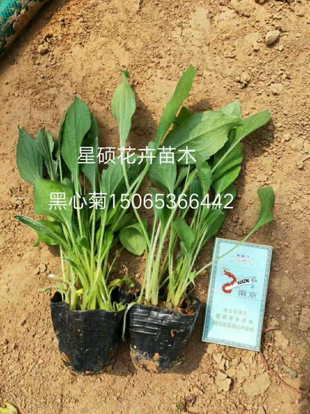 黑心菊价格 宿根草花种植基地 园林绿化工程  花海设计等