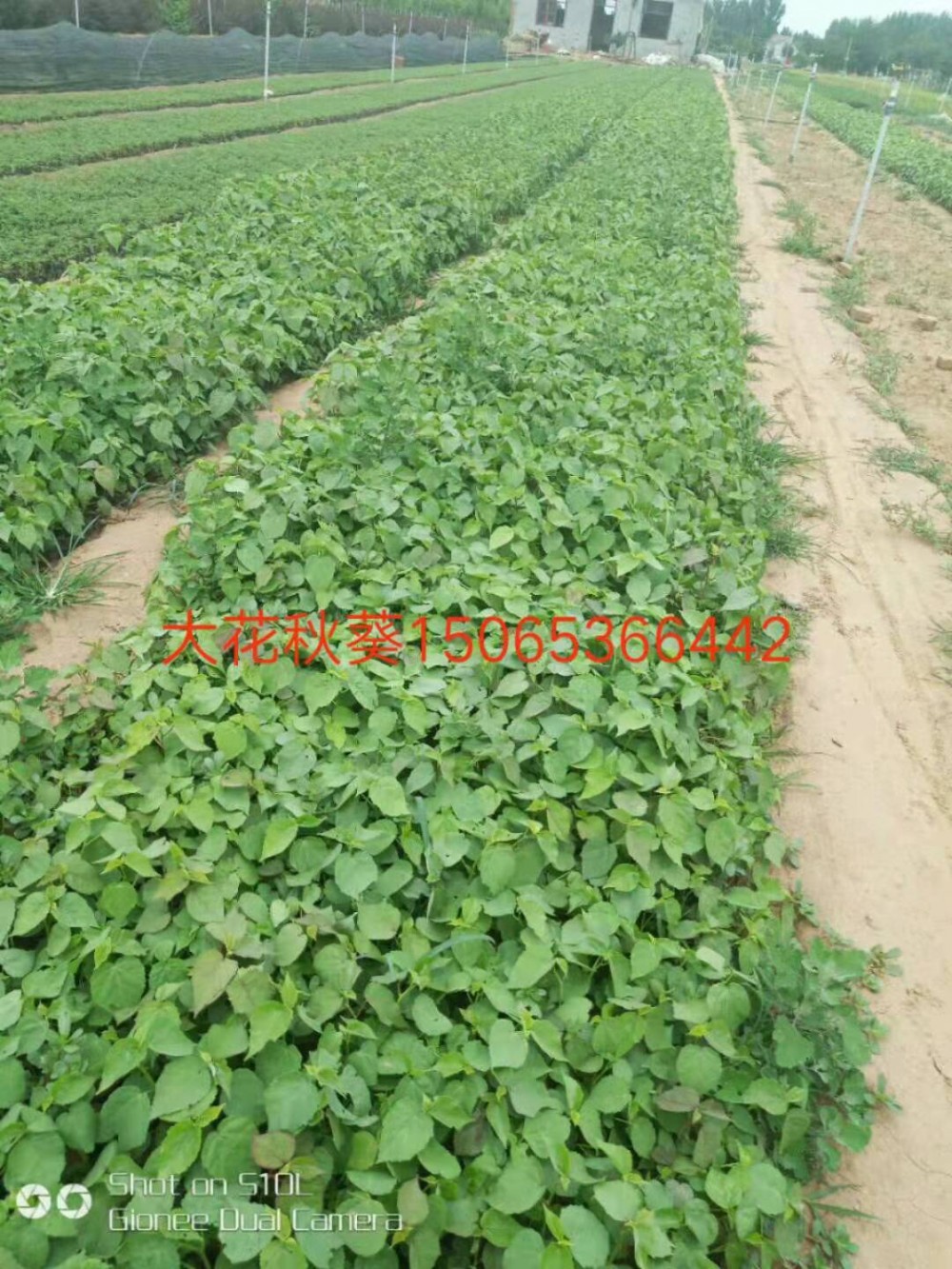 大花秋葵价格 大花秋葵批发 宿根草花 绿化苗木工程批发
