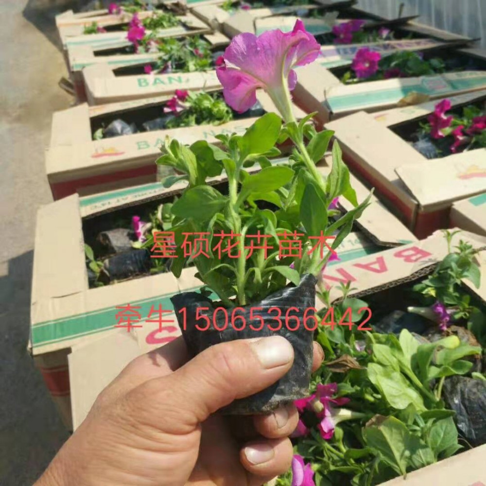 垂吊牵牛价格 矮牵牛价格 宿根草花 绿化苗木工程批发供应