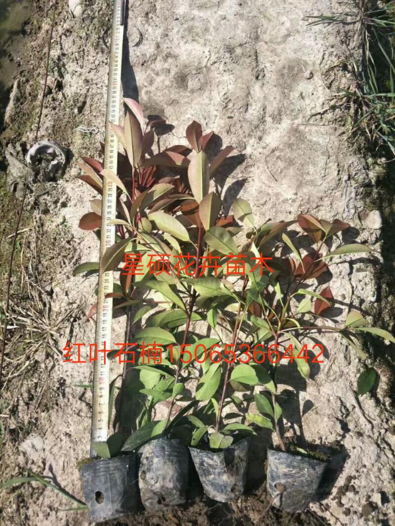 红叶石楠价格 红叶石楠杯苗 宿根草花 园林绿化 花海设计批发