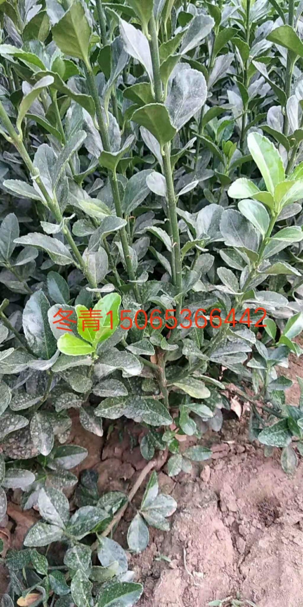大叶黄杨价格 山东冬青价格 宿根草花 绿化苗木 花海设计等批发