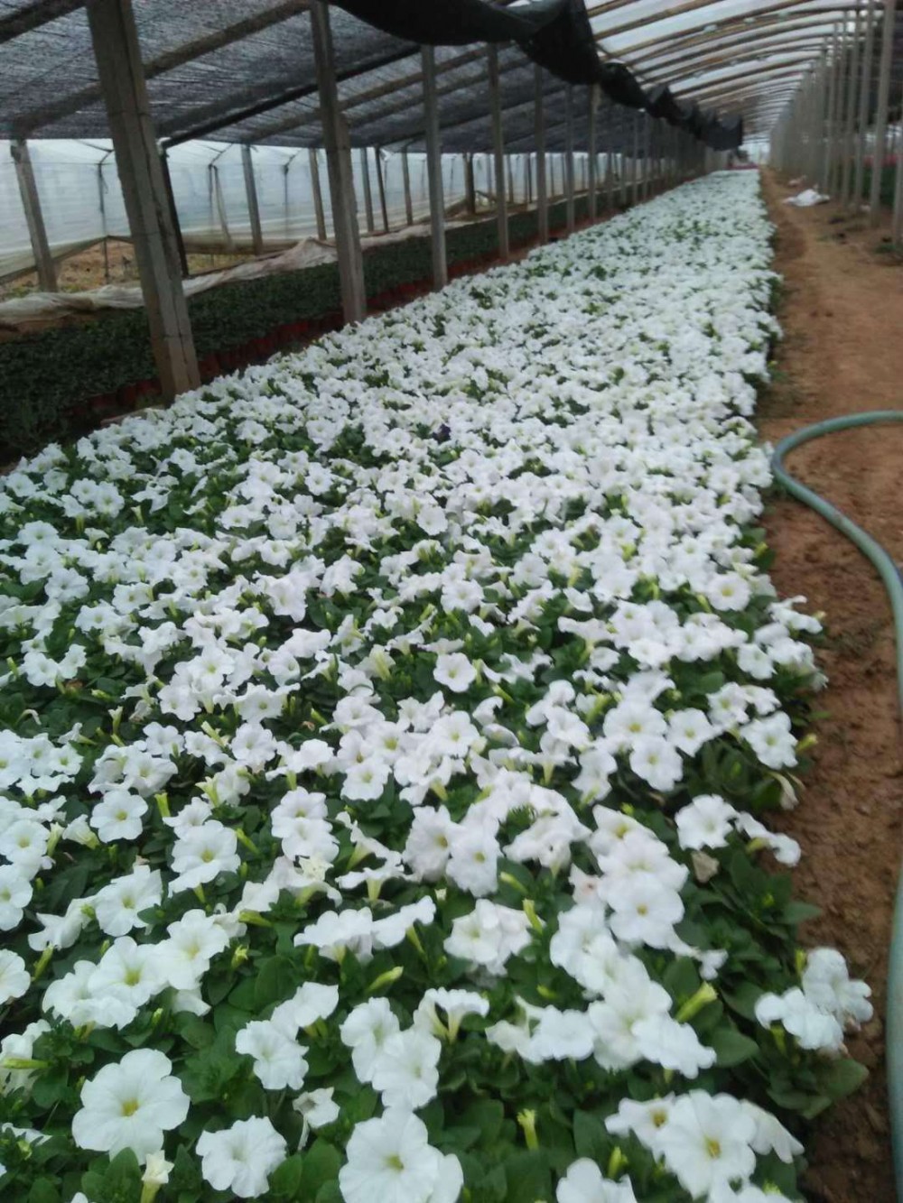牵牛花供应商 山东牵牛花报价 牵牛花种植基地 牵牛花供应