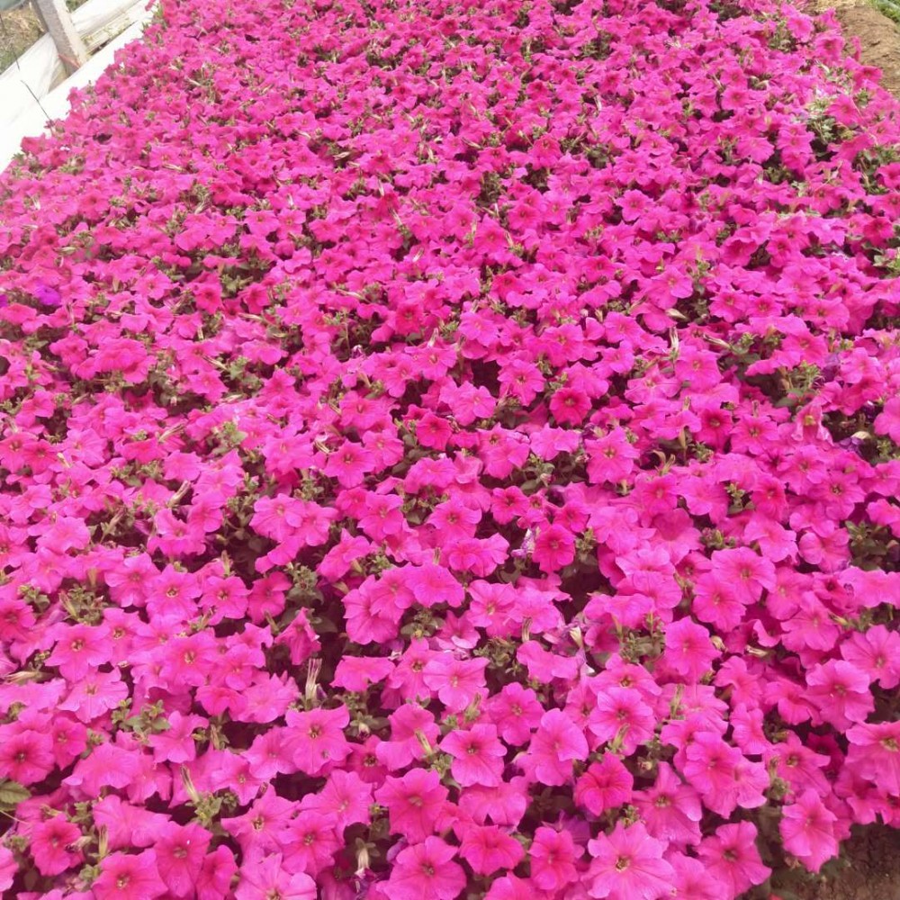 小牵牛花报价 山东小牵牛花供应商 小牵牛花大量供应
