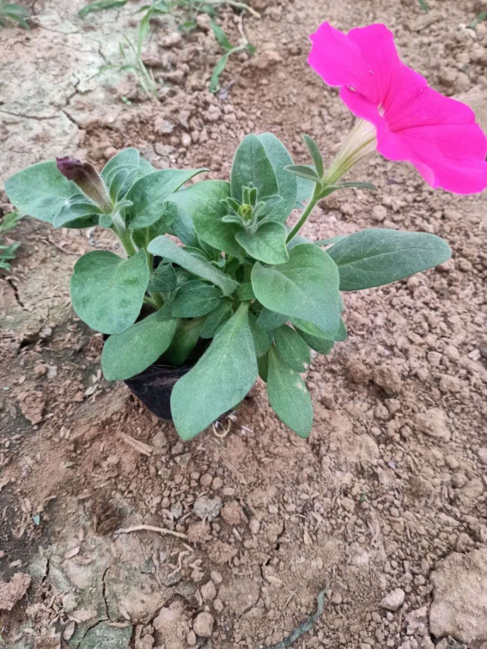 小牵牛花种植基地 山东小牵牛花销售 小牵牛花报价 宏胜花卉