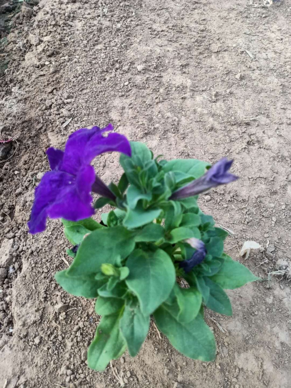 牵牛花种植基地 牵牛花报价 山东牵牛花供应商 宏胜花卉
