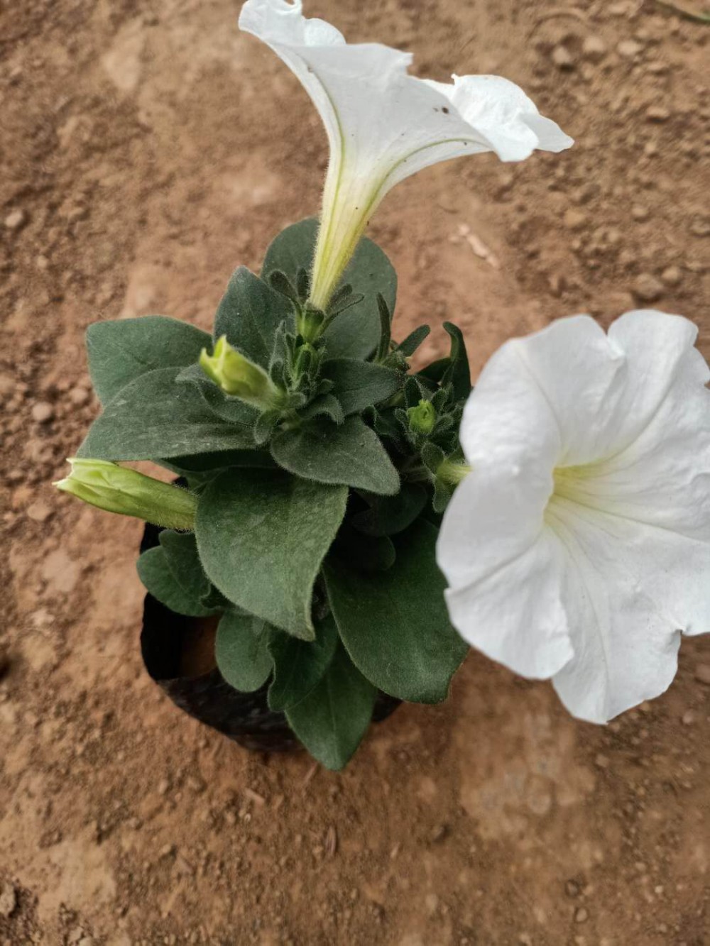 牵牛花销售 牵牛花批发价格 山东牵牛花供应商 宏胜牵牛花