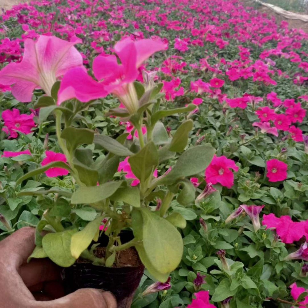 小牵牛花供应 江苏小牵牛花报价 江苏小牵牛种植基地 宏胜花卉