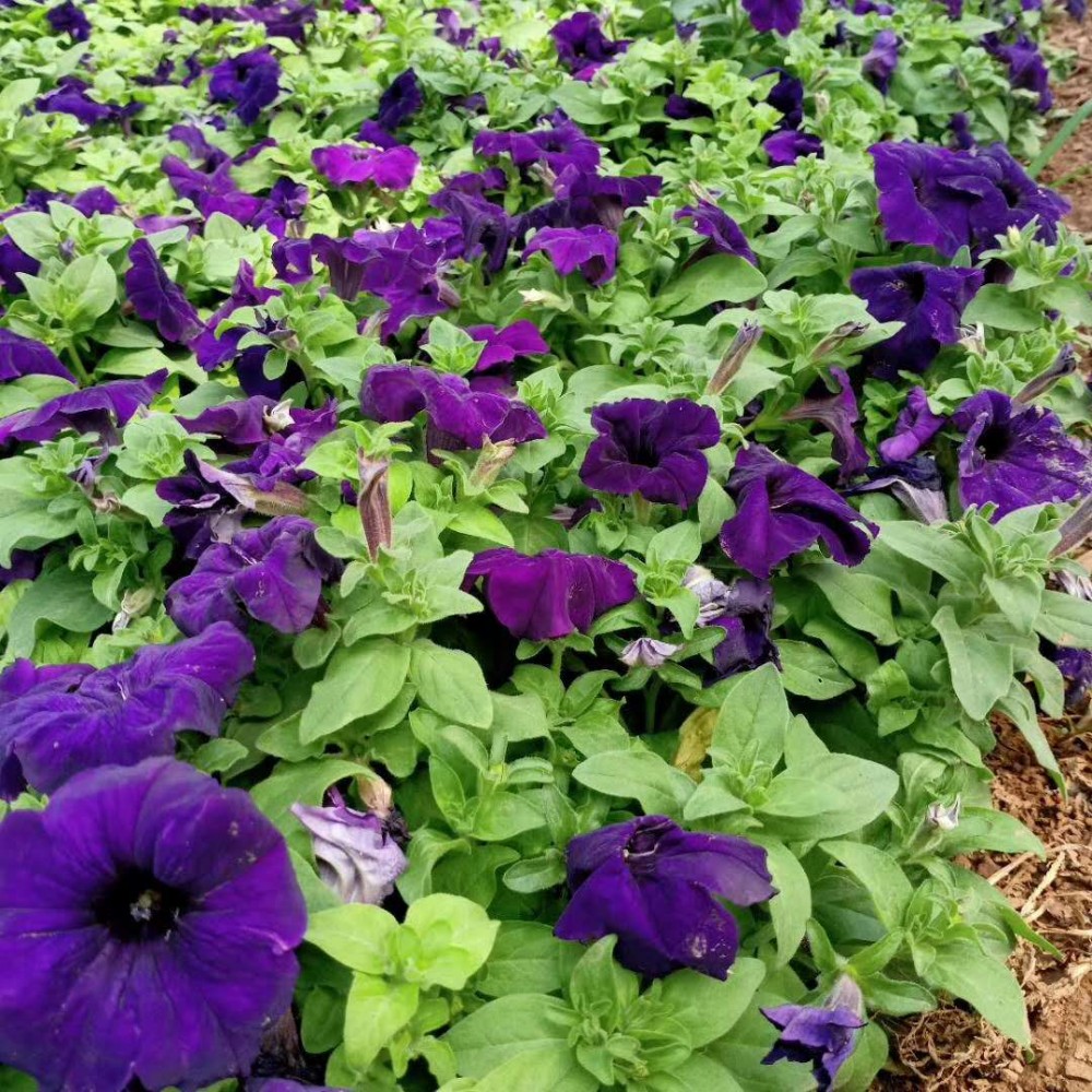 牵牛花 河北牵牛花供应商 河北牵牛花种植 河北牵牛花大量供应