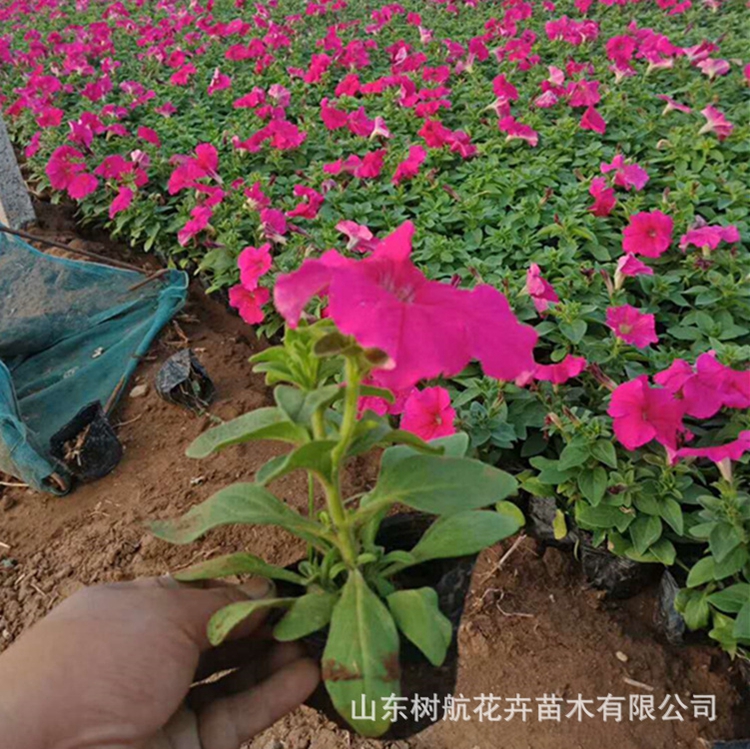 矮牵牛花盆栽 庭院种植 山东青州直销 红粉蓝色批发草花基地