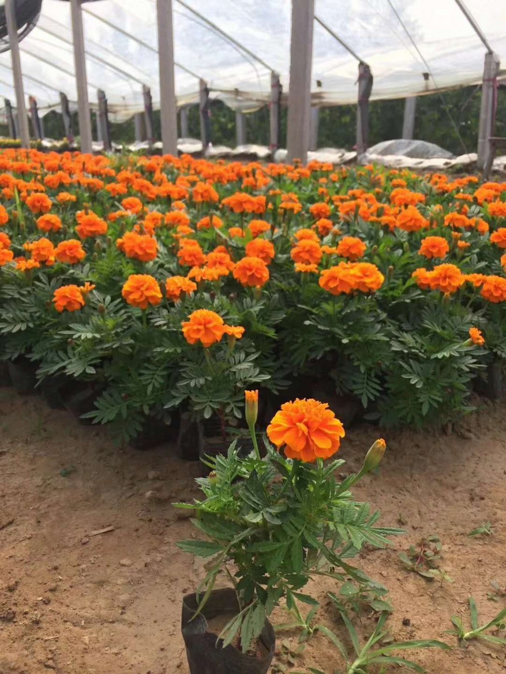 草花批发