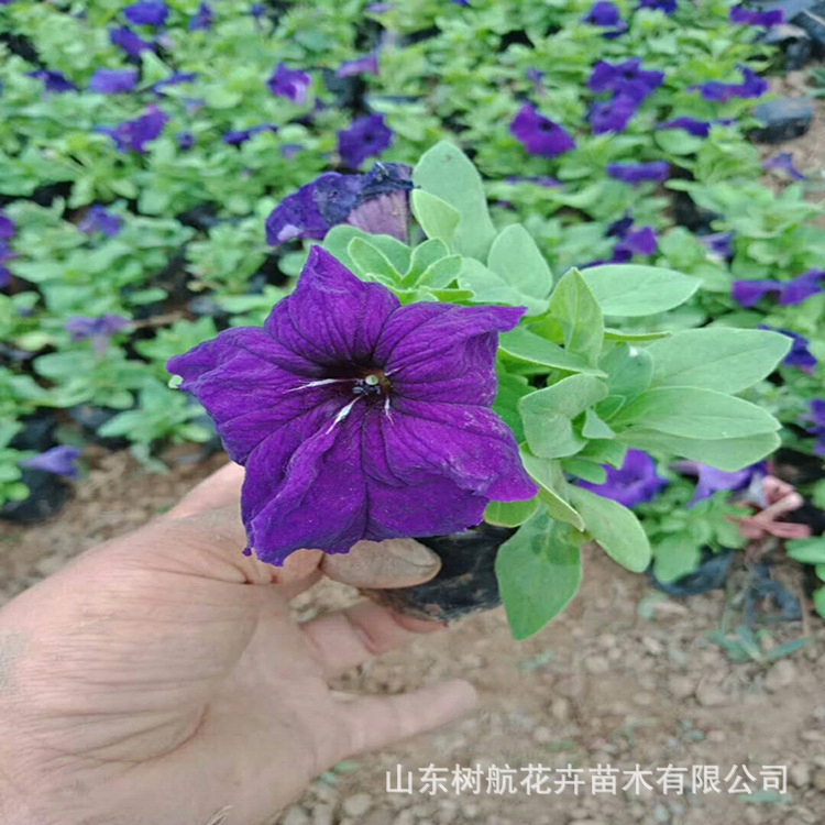 山东青州垂钓牵牛租摆  垂钓牵牛价格 时令草花节日草花批发直销