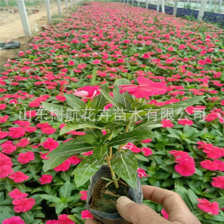 山东青州长春花（天天开）营养杯 绿化工程花卉 时令节日草花批发基地