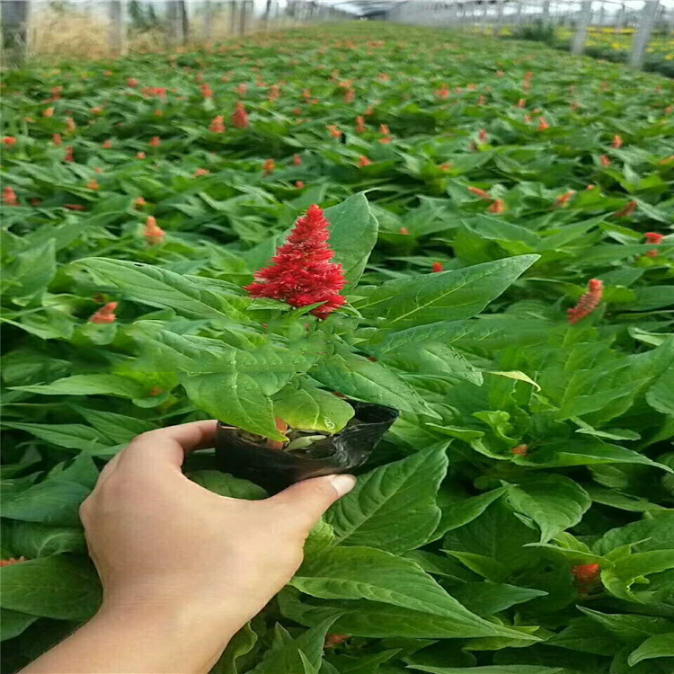 山东青州世纪红批发基地 直销一支笔 节日时令草花绿化苗木