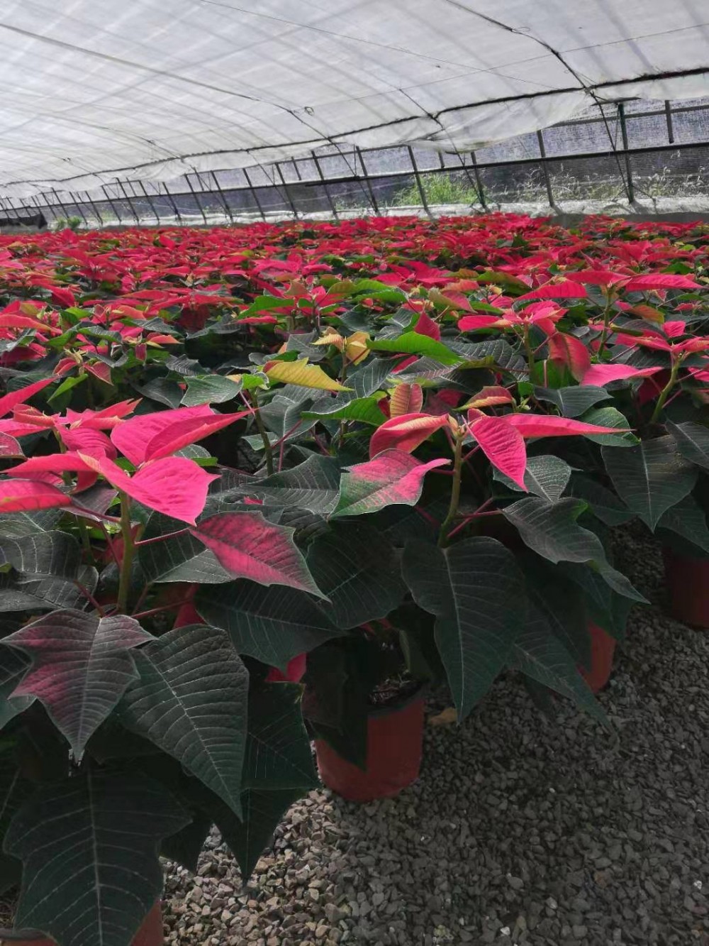 观叶植物 一品红批发 一品红租摆 一品红销售