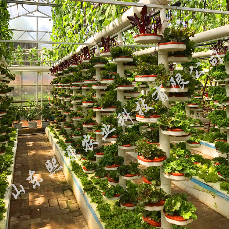水培蔬菜种植 无土蔬菜栽培 营养液水培 水种植 立体观赏种植