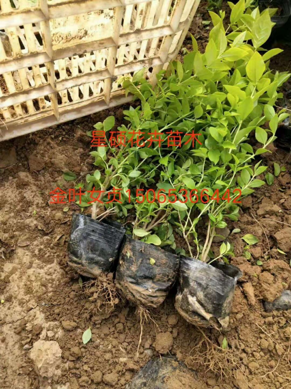 金叶女贞价格 山东金叶女贞种植基地 宿根草花 绿化苗木批发