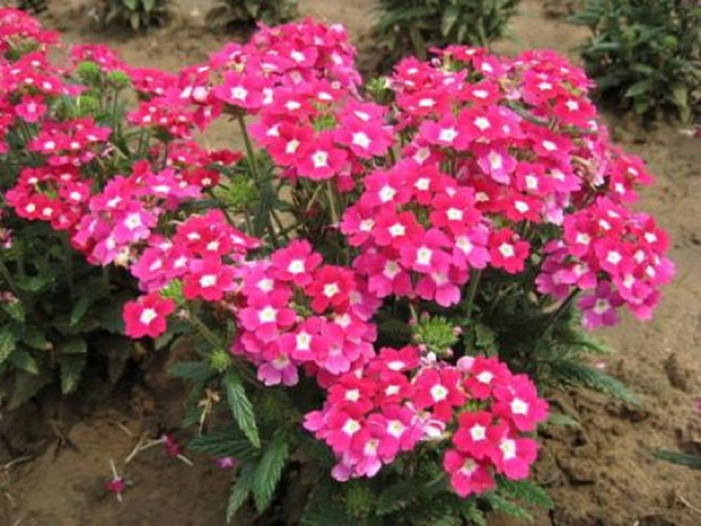 美女樱价格 山东美女樱种植基地 美女樱培育基地 万华园林