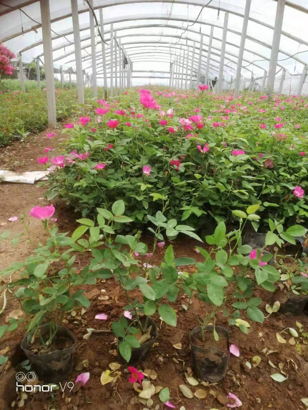 丰花月季价格 大花月季 品种月季种植基地 月季树批发