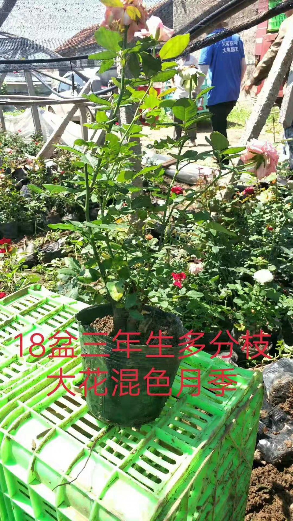 大花月季价格 品种月季 欧月月季种植基地 月季树批发