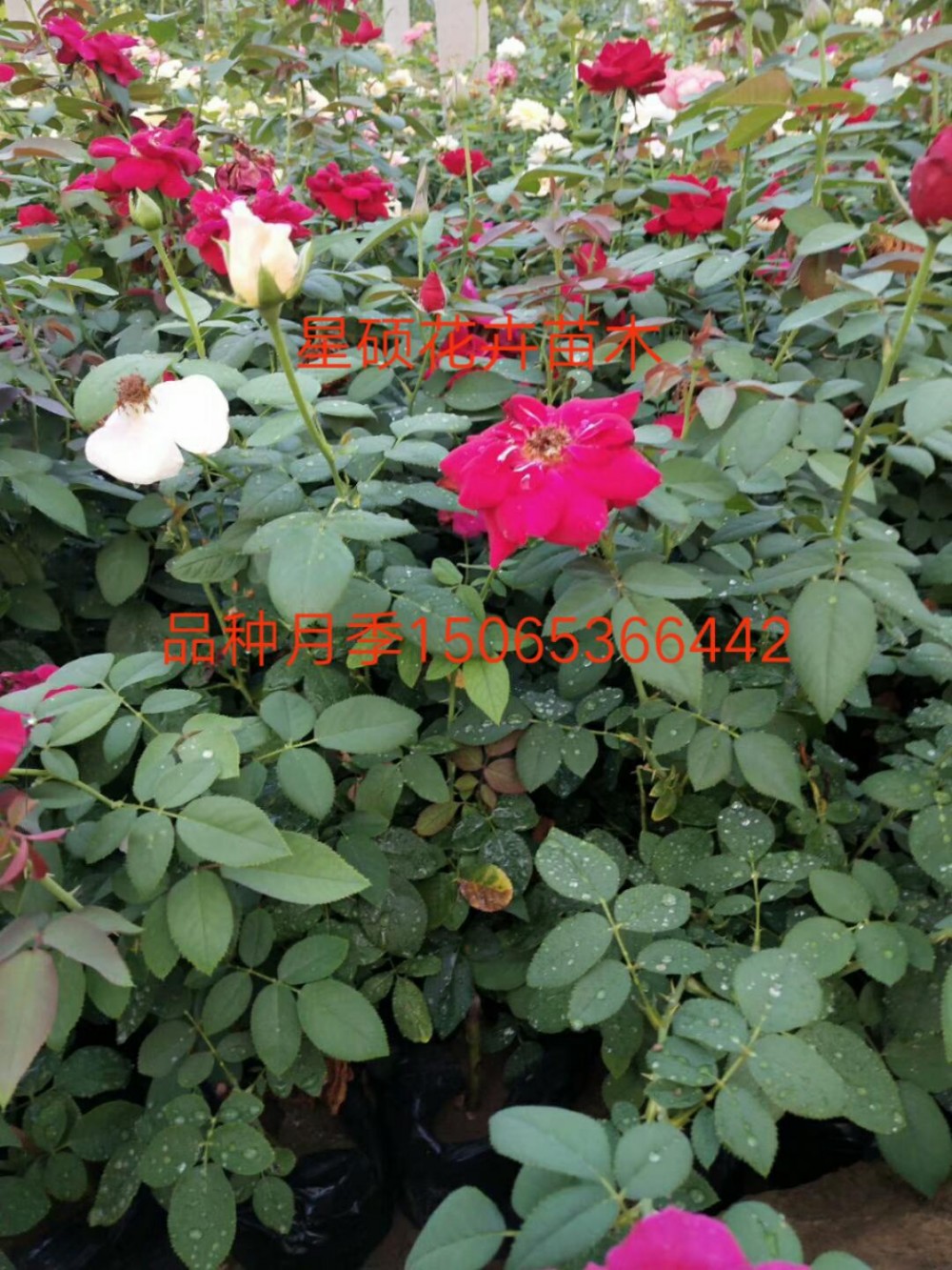 品种月季价格  盆栽大花月季价格  欧月月季 月季树批发