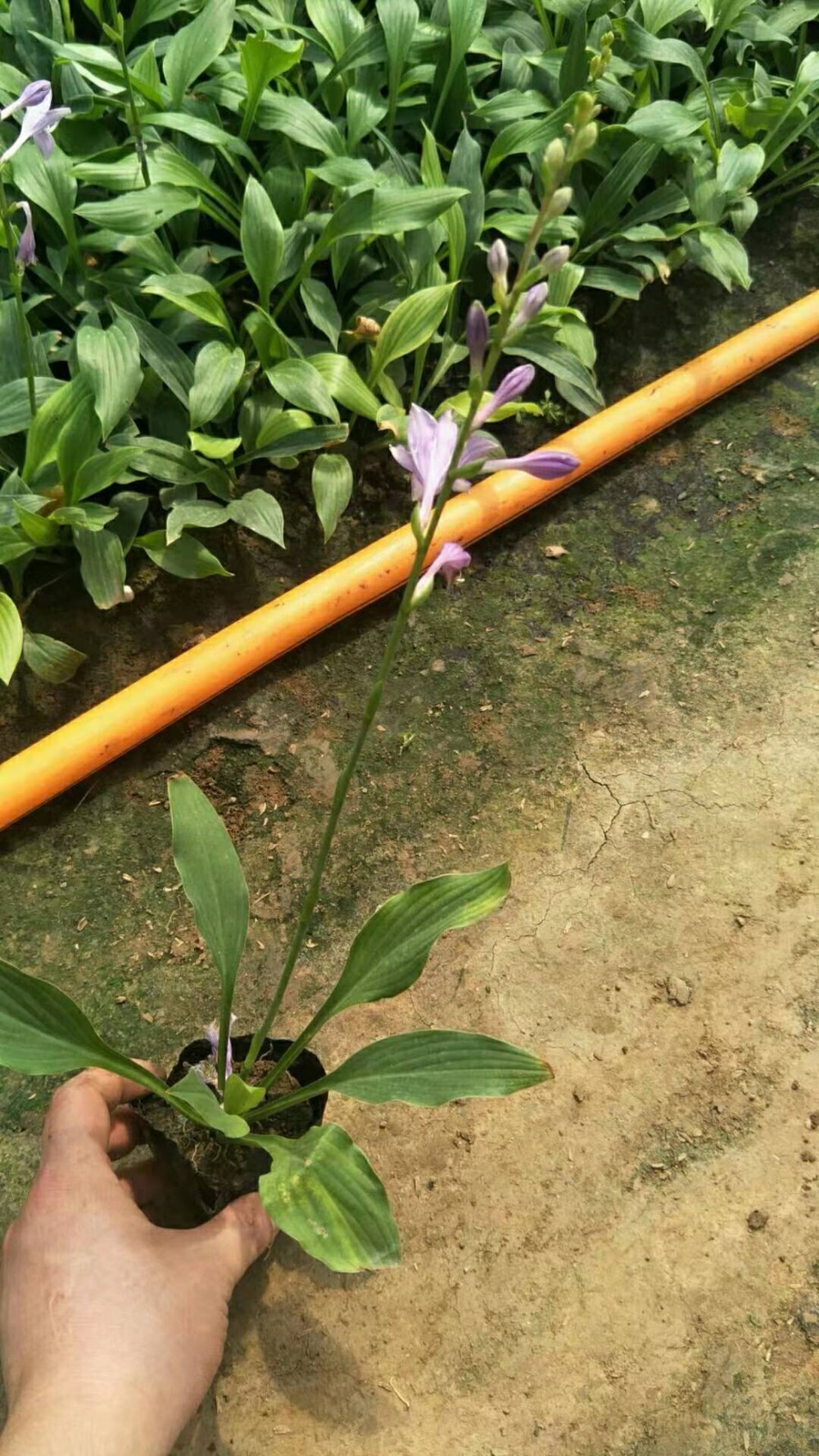 玉簪价格 紫玉簪 金边玉簪价格 宿根草花 绿化苗木 花海设计批发