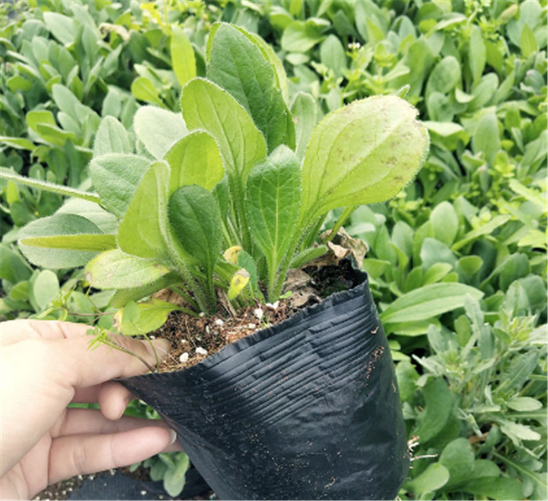 黄金菊  黄金菊培育基地  黄金菊价格