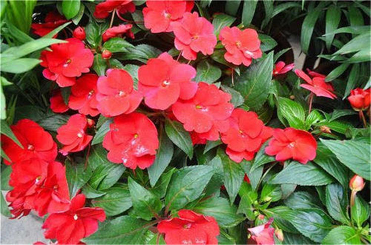 凤仙花直销价格-凤仙花市场行情-华彬告诉你