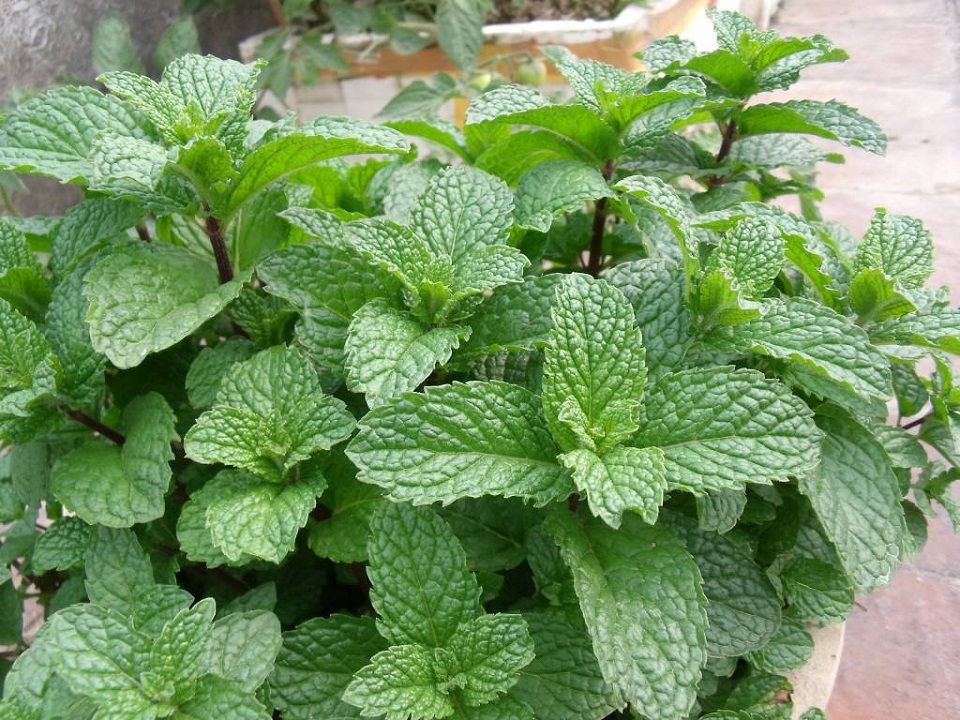 薄荷供应商 薄荷种植基地 山东薄膜报价 宏胜花卉