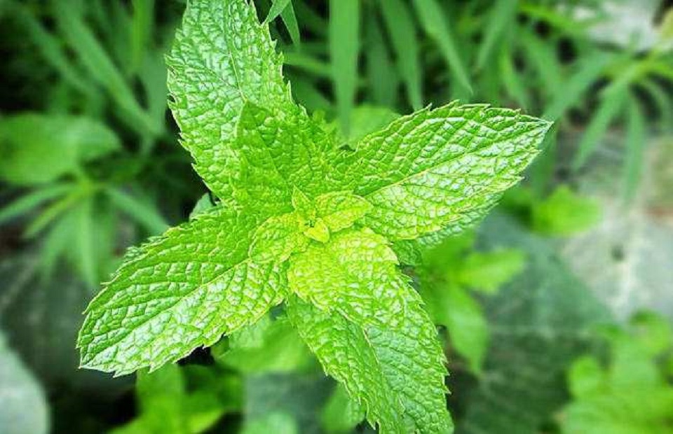 山东薄荷种植基地 薄荷大量批发 薄荷批发价格 宏胜花卉